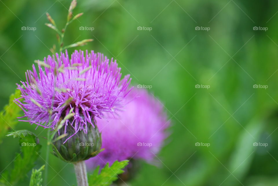 Thistle