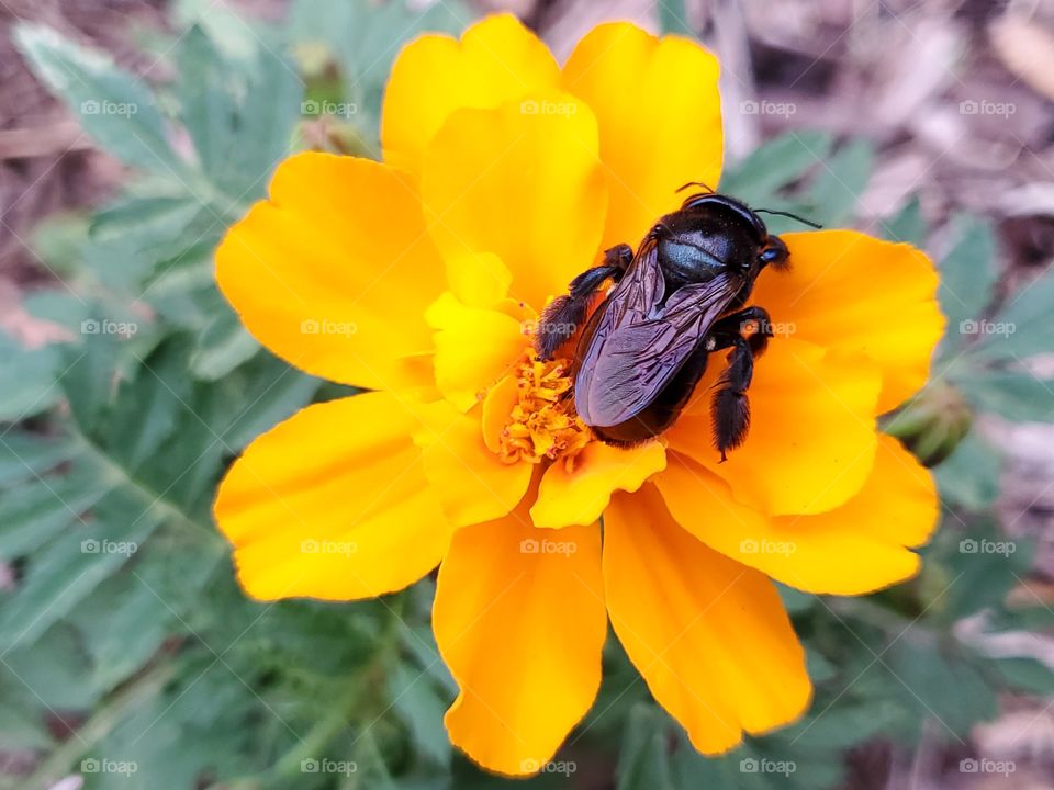 Black bee pollinating a gold color French marigold