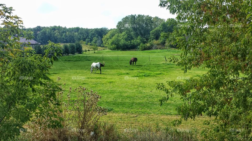 Farm Animals. Horses