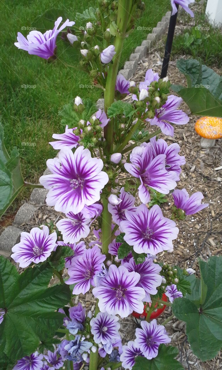 purple striped flower