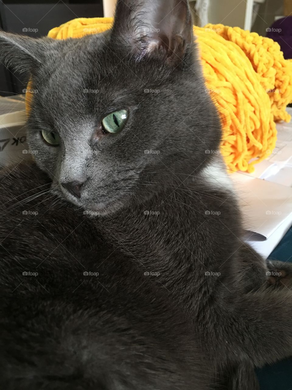 Cat laying by yarn
