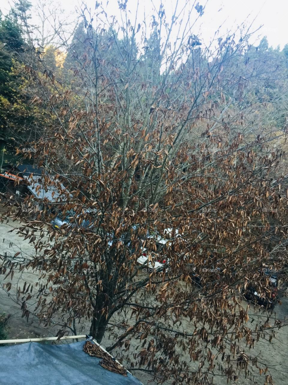 beautiful dried tree