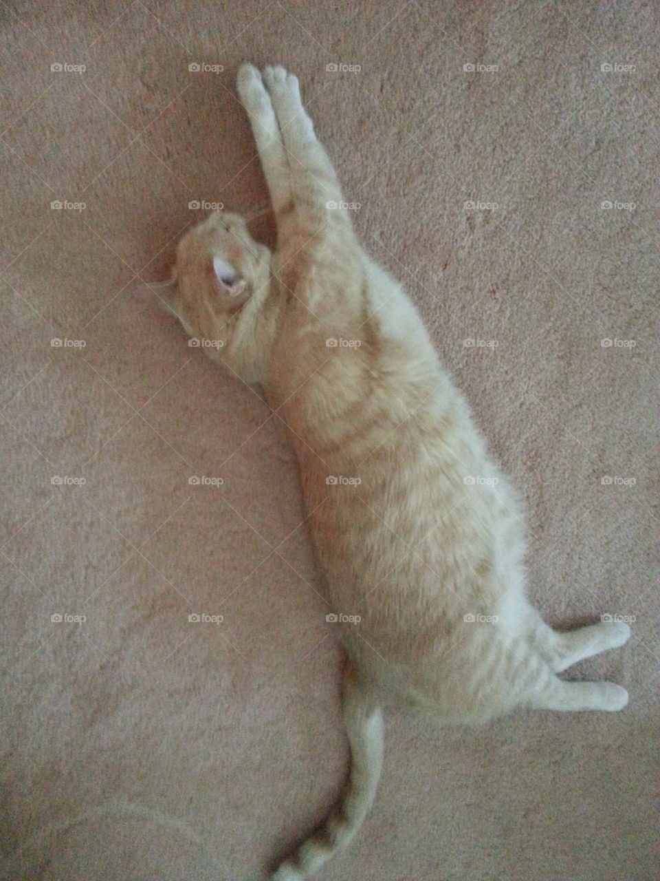 Stretching Murphy Cat