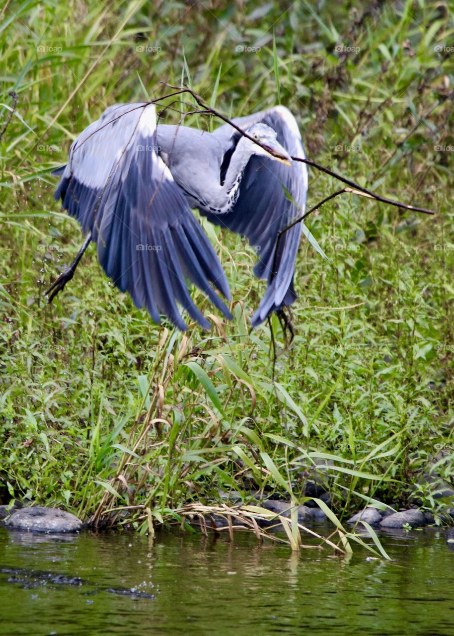 gray heron with branch in its beak