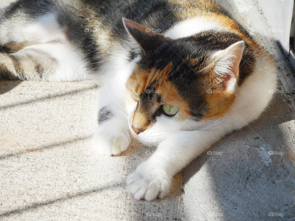 A sweet Calico cat lays on the balcony and stretches out. She is looking at what is going on outside.