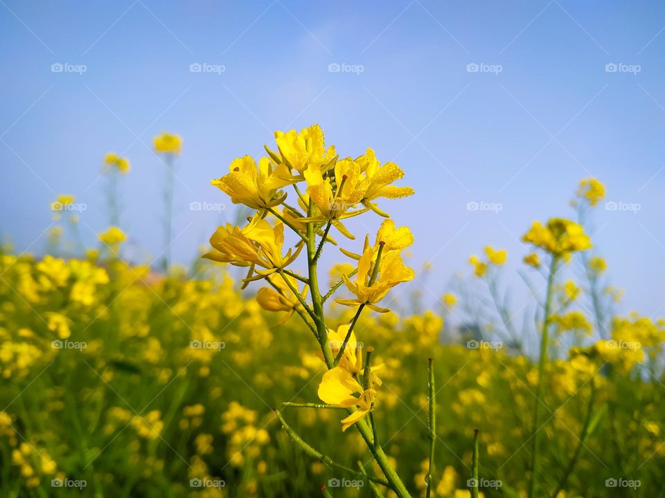 Closeup of yellow blossoming black mustard plant against a blue sky with dew drop