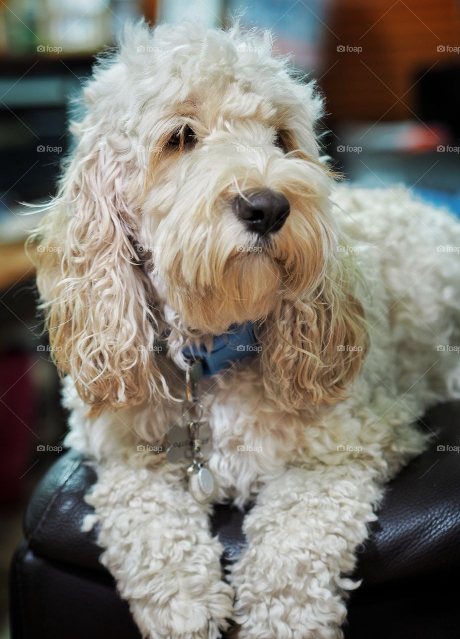 Spoodle dog on alert mode. Also known as a Cuckapoo. The breed is a hybrid between a cocker spaniel and a poodle.