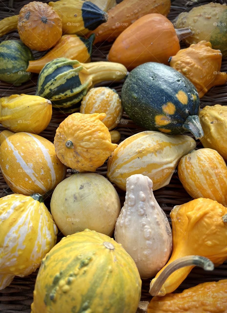 Autumn colors. Pumpkins. Colourful pumpkins. Autumn vibes. 