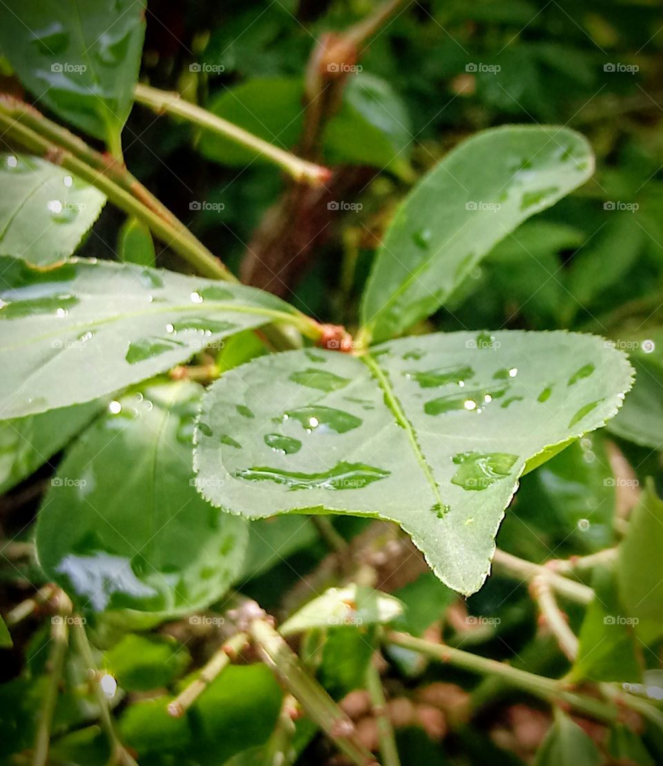 Wet Leaves