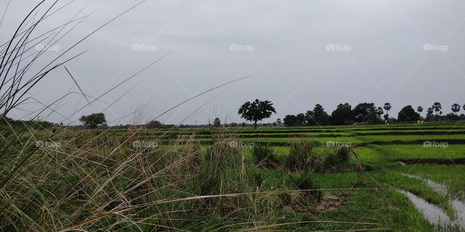 Lands of Greenery..