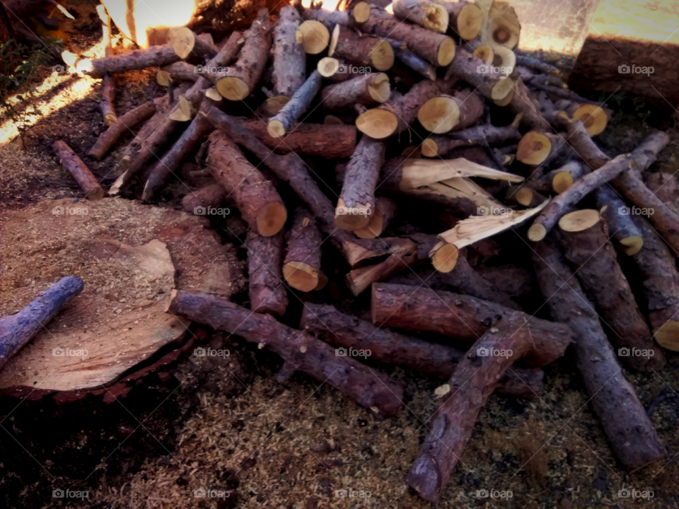 pine tree stump and cut logs