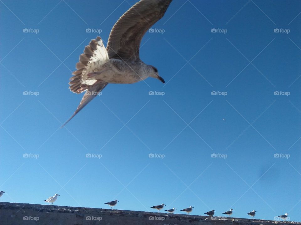 Beautiful flying seagull cross the sky ag essaouira city in morocco.