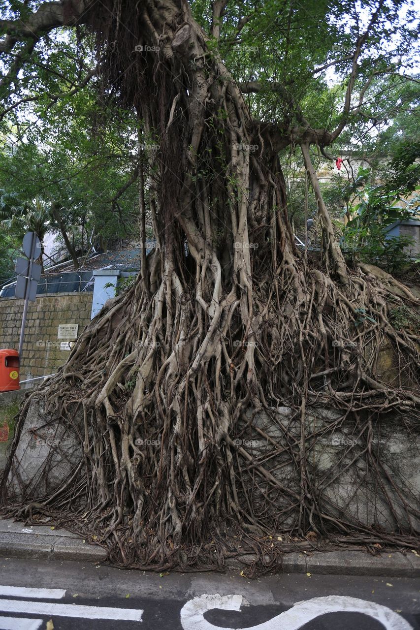 Tree roots