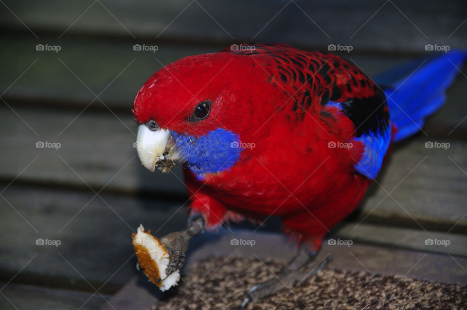 Rosella. Rosella up close 