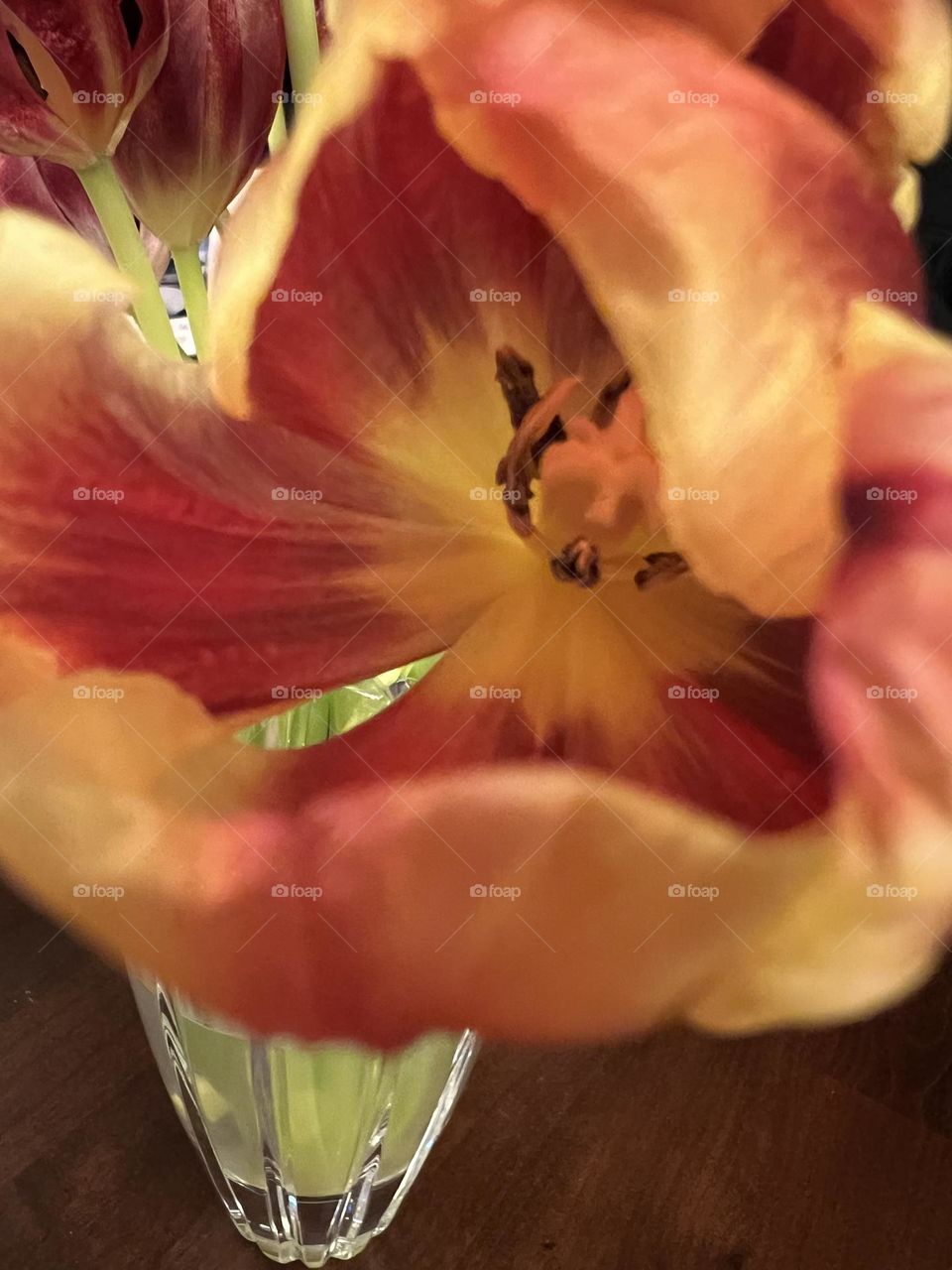 Tulip Love Part 1