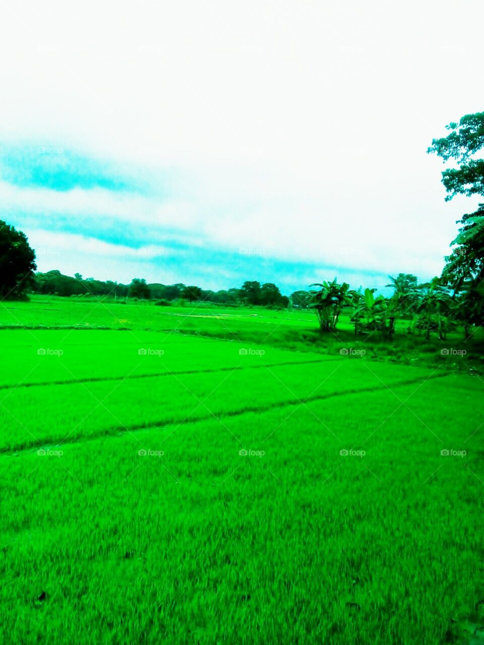 Nature crops  field