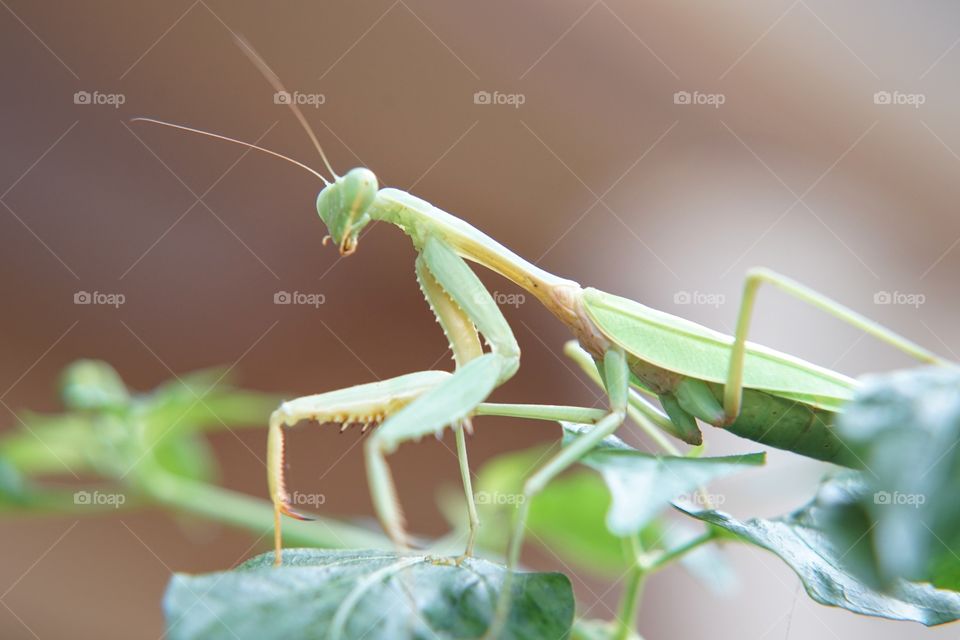 selfie grasshopper