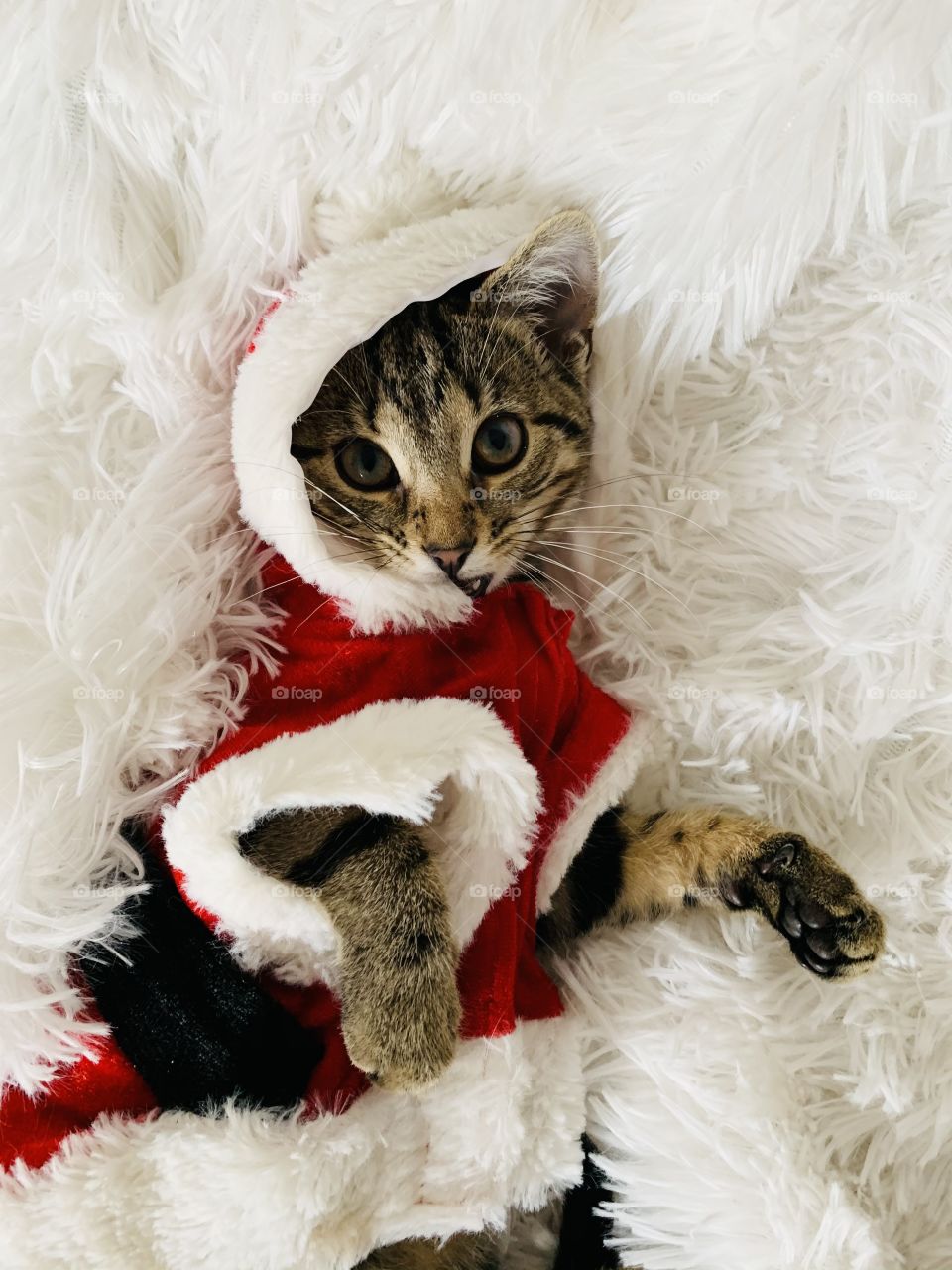 Santa kitten