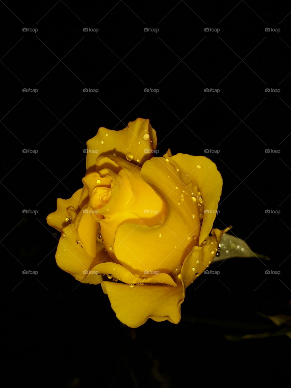 Close-up of wet yellow flower