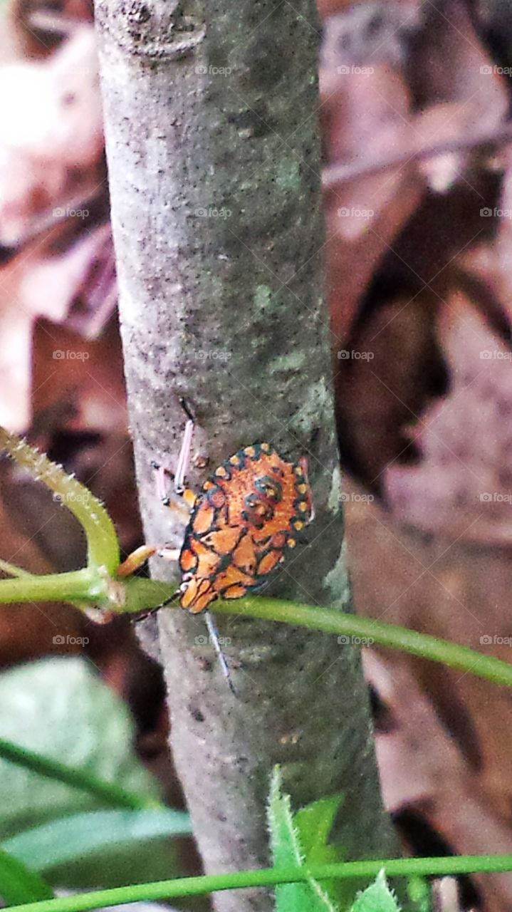 Stink Bug Nymph. Orange insect