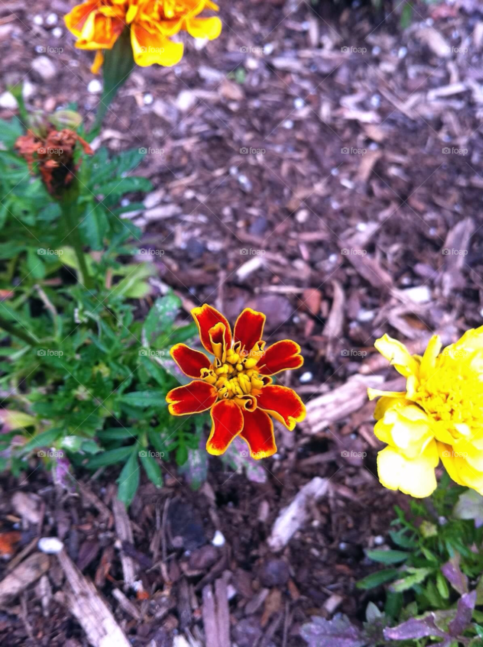 yellow nature flower red by jmh