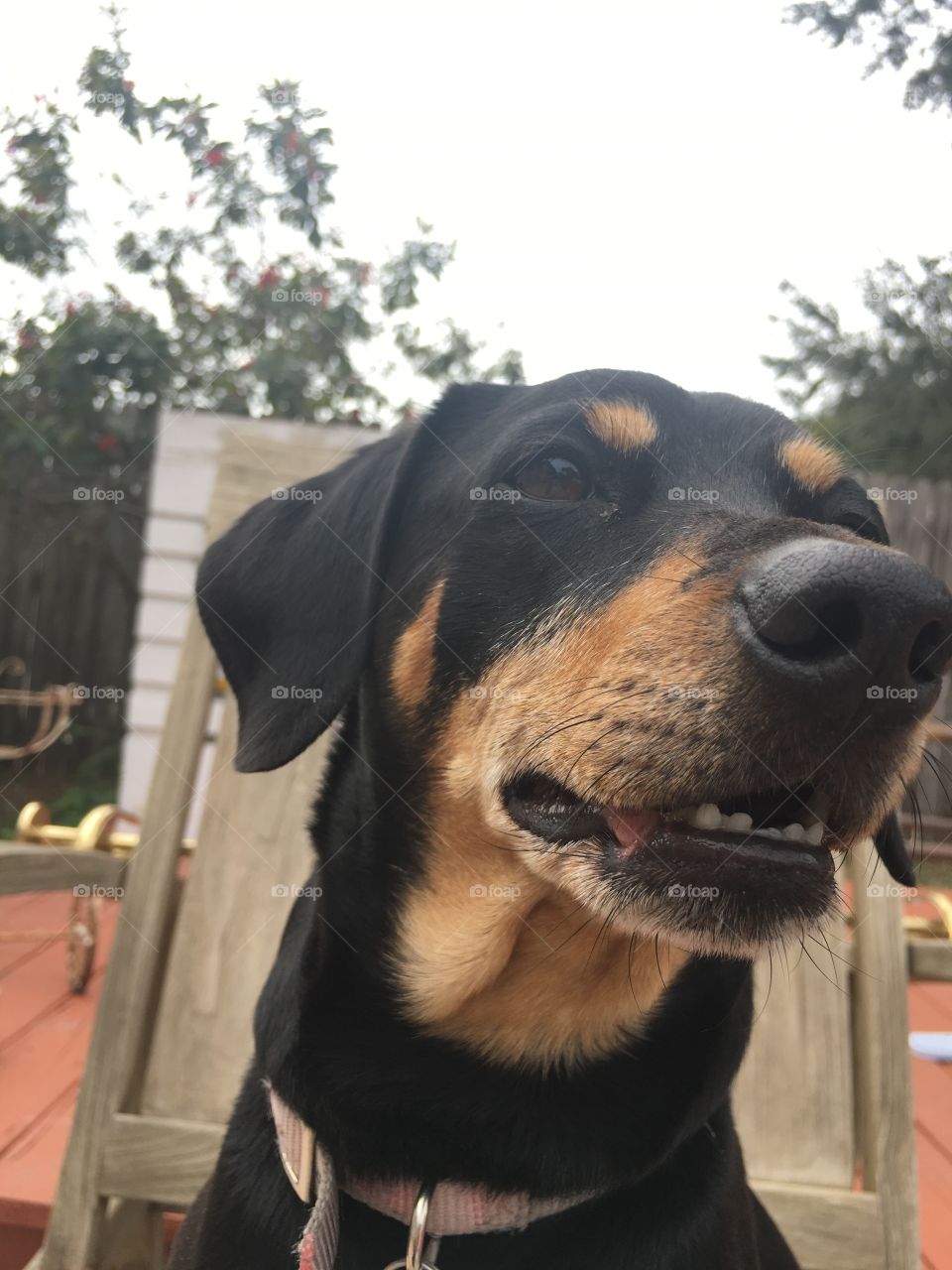 happy dog portrait 