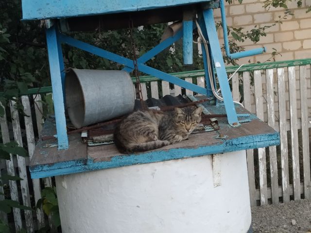 cat on the well