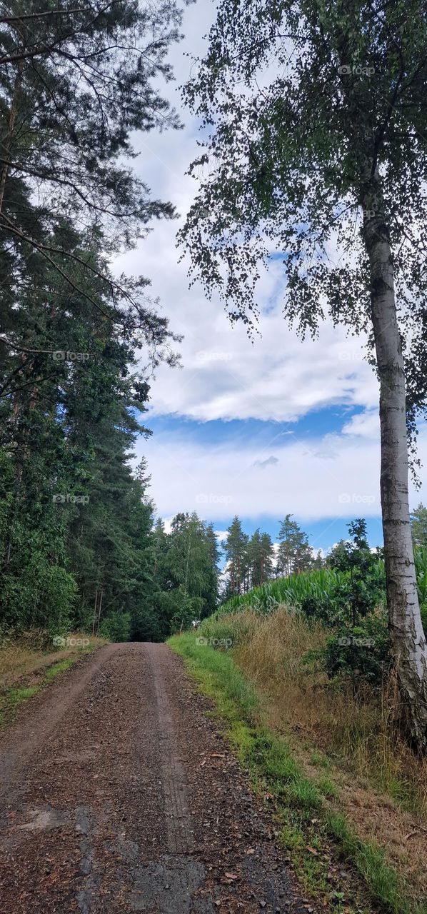 Forest in summer