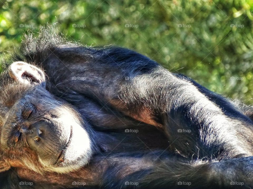 Sleeping Chimpanzee. Chimpanzee Sleeping Peacefully
