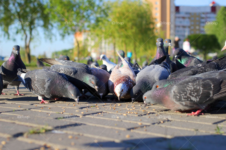 Pigeon, bird, "living being", fauna, nature, park, eat, grains, take off, landscape