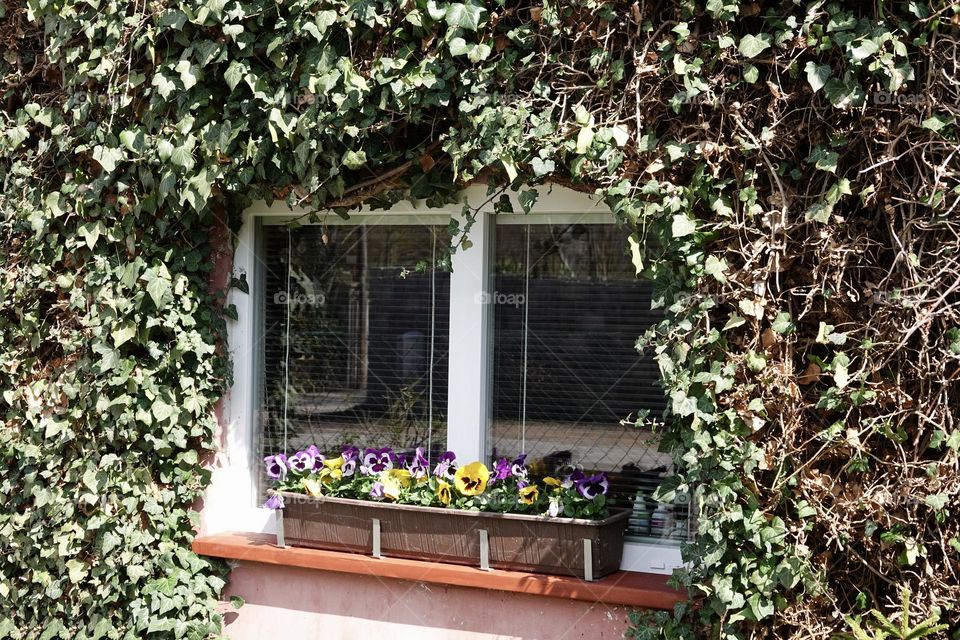 A window covered with green ivy. On the window is a box with pansies. 