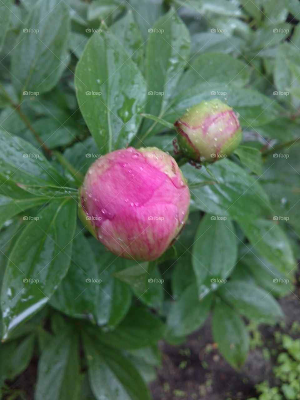 Peony