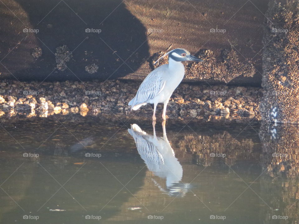 Blue Heron Dog Days