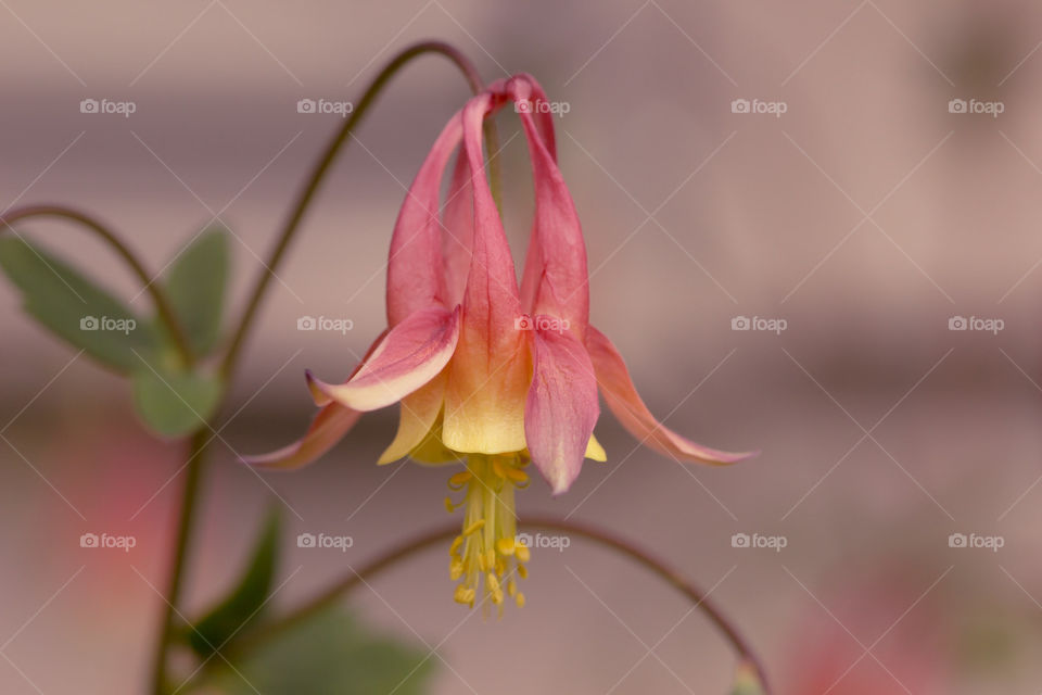 Columbine Plant