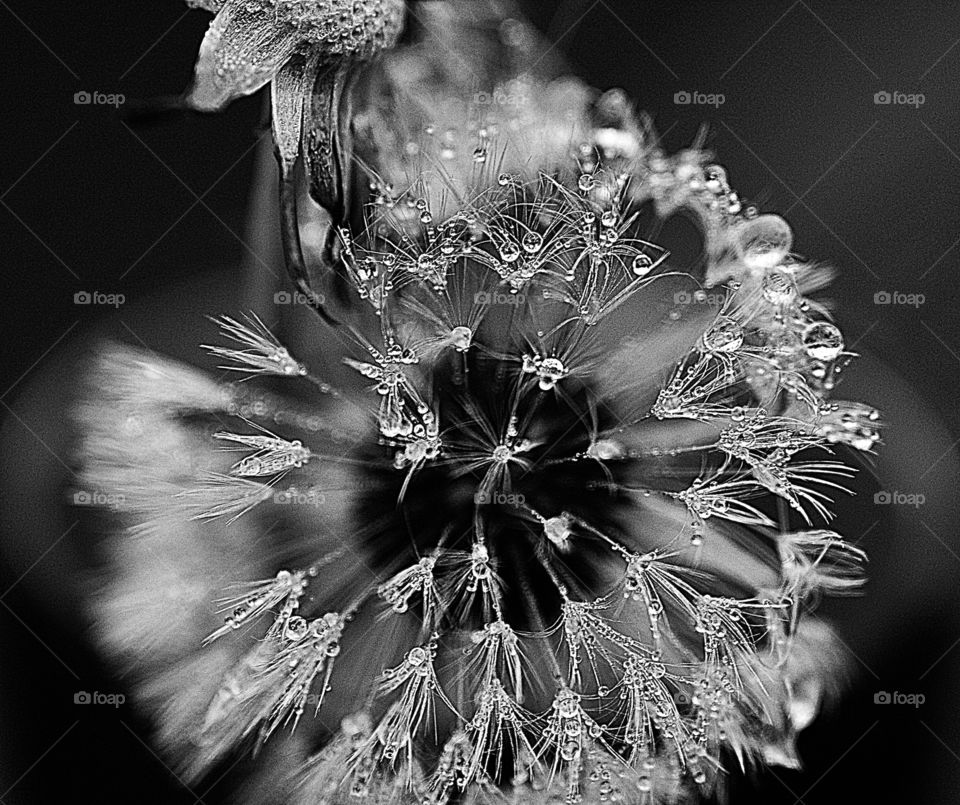 Flora and Fauna 2019 - Foap Missions - Black and White  photo of Beautiful dew drops on a dandelion seeds