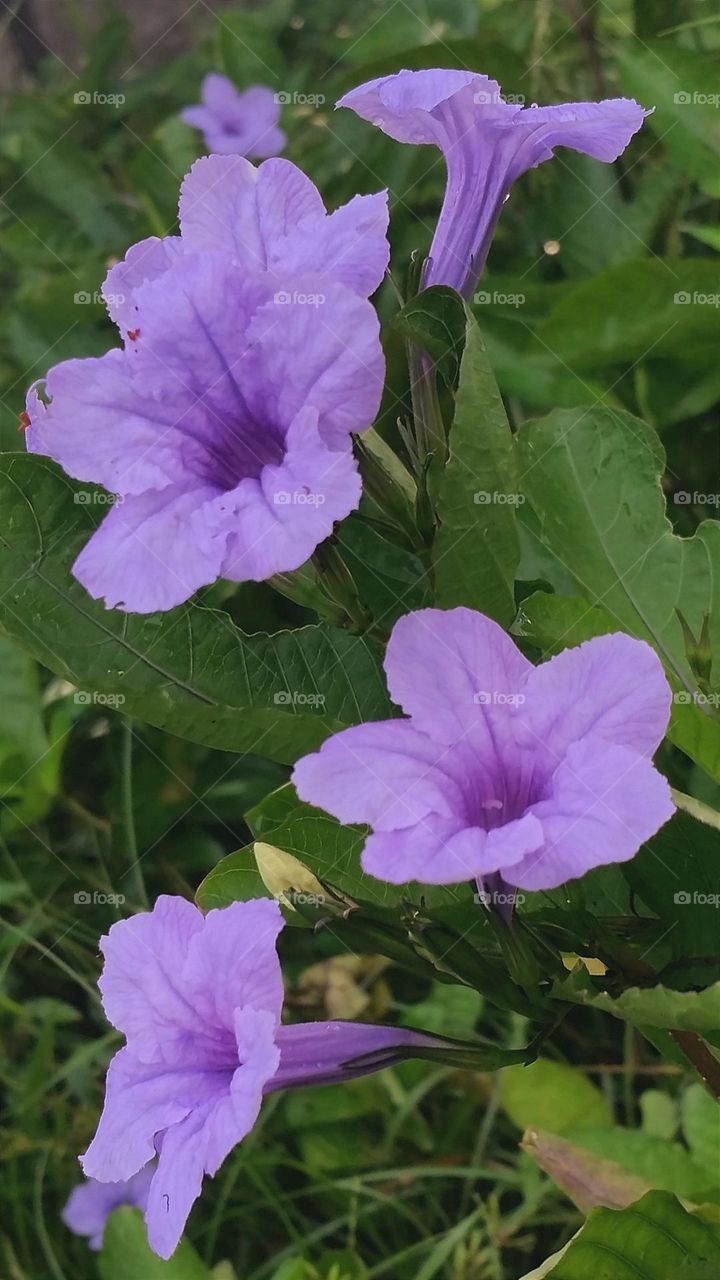 Minnie roots 🌱🌱🌱