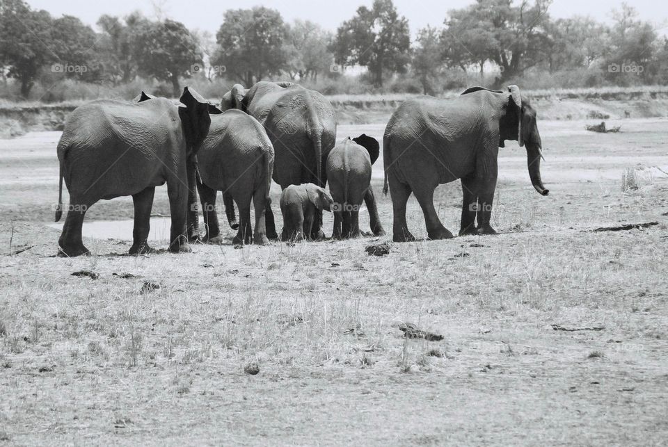 Elephant herd