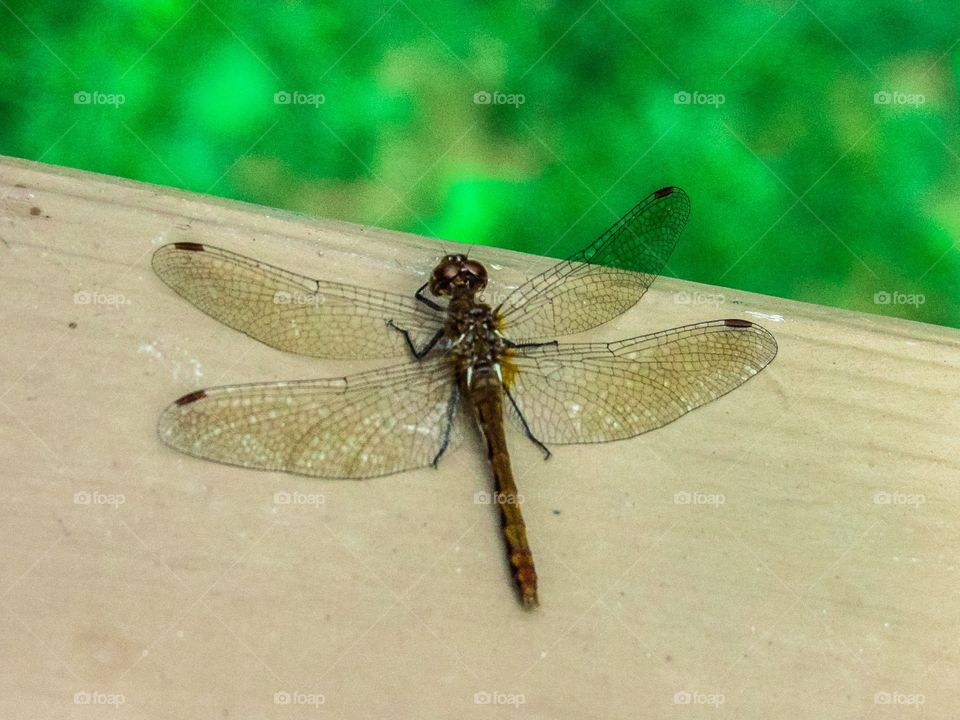 Peaceful Dragonfly 