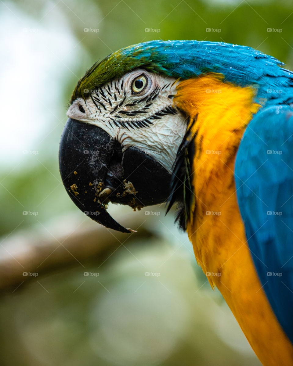 Close up portrait of a beautifully vibrant large blue and gold macaw eating with green foliage in the background. 