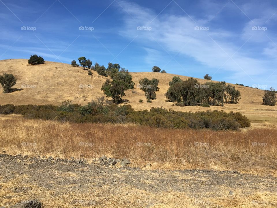 California Oaks Landscape 