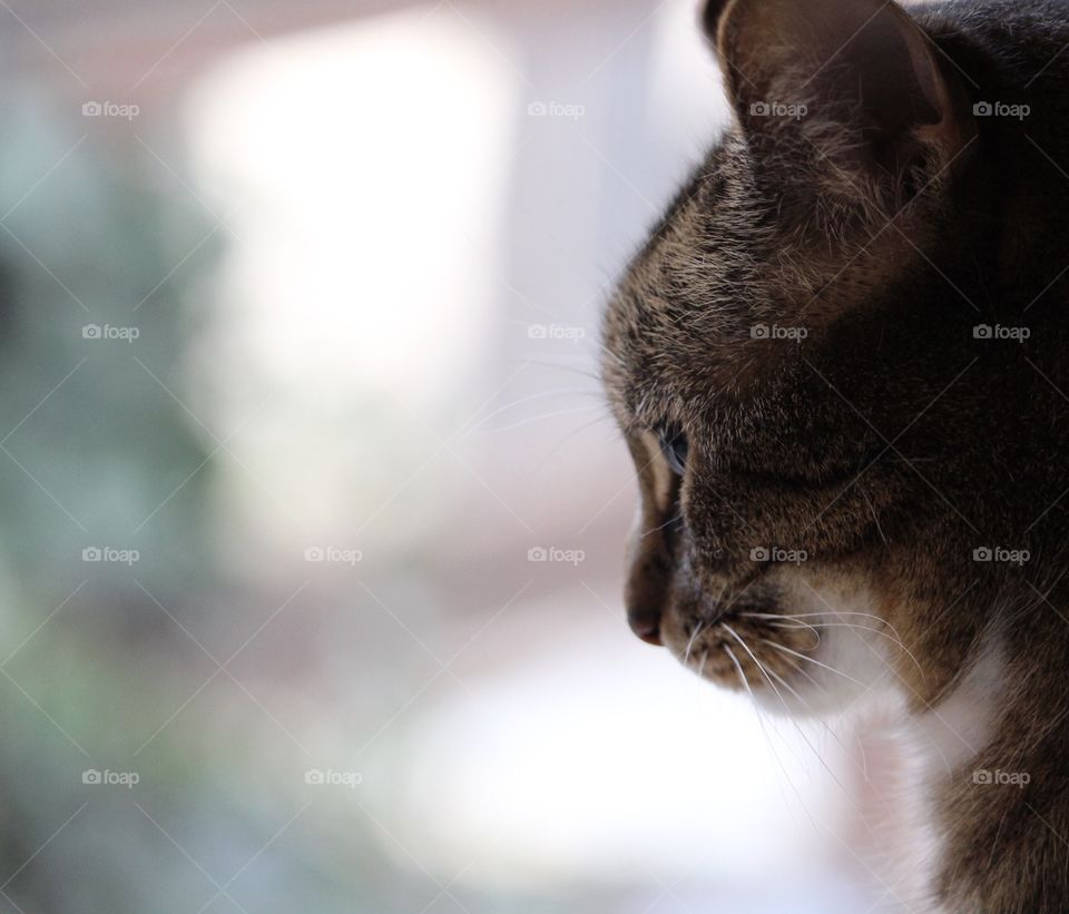 Kitty Profile