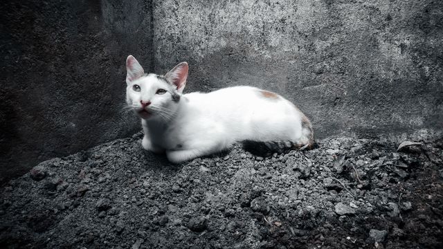 cat moment