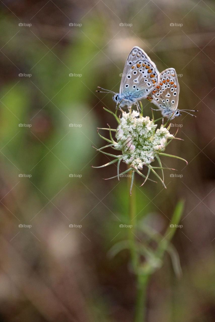 Two blue butterflies atop white flower, blurred background room for text, concept spring, relationships, hope, together, beauty, nature, seasons, love, dating, romance