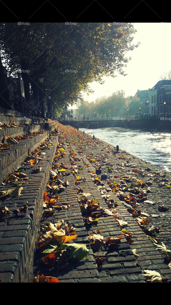 autumn leaves on old city stairs, Utrecht