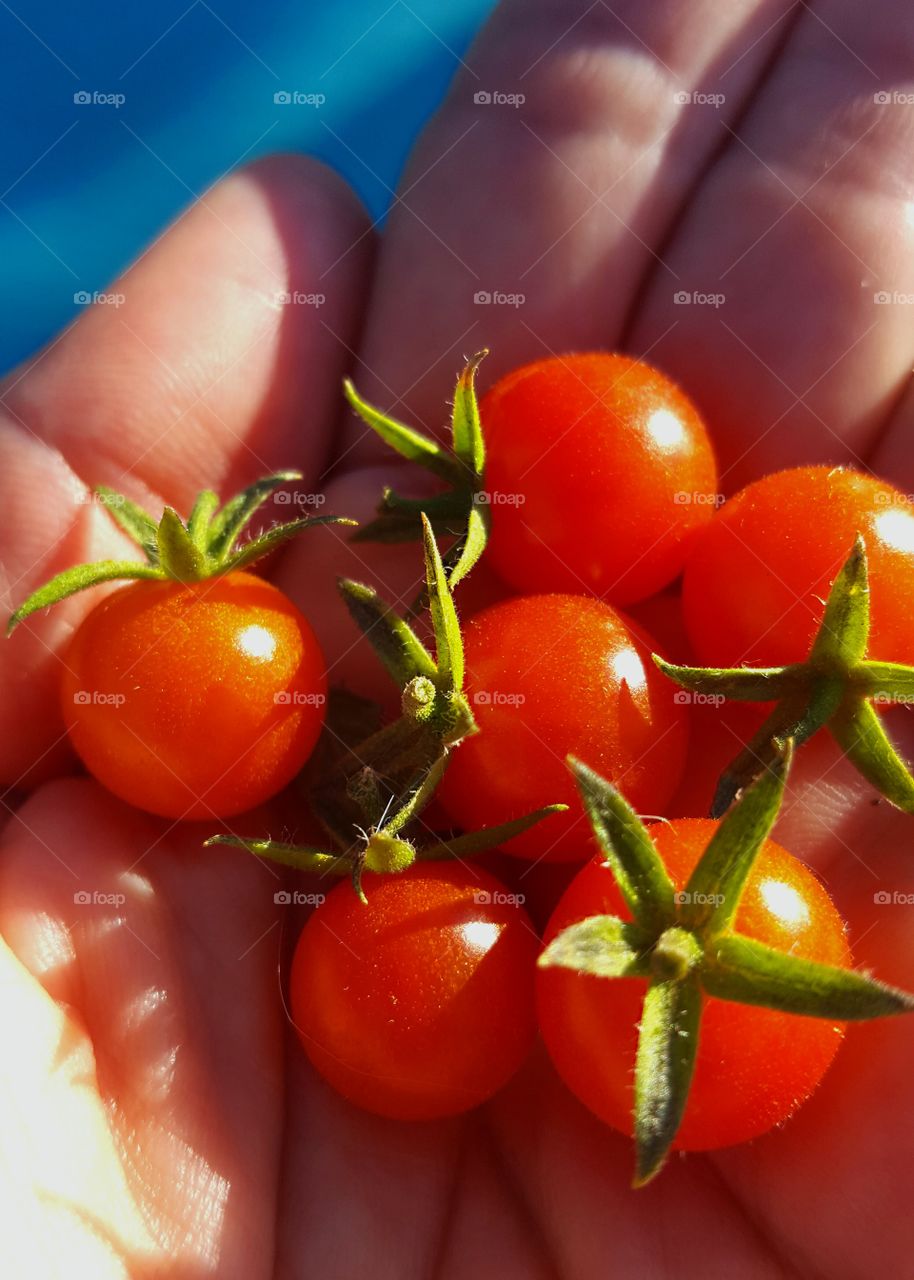 Garden Fresh Grape Tomatoes