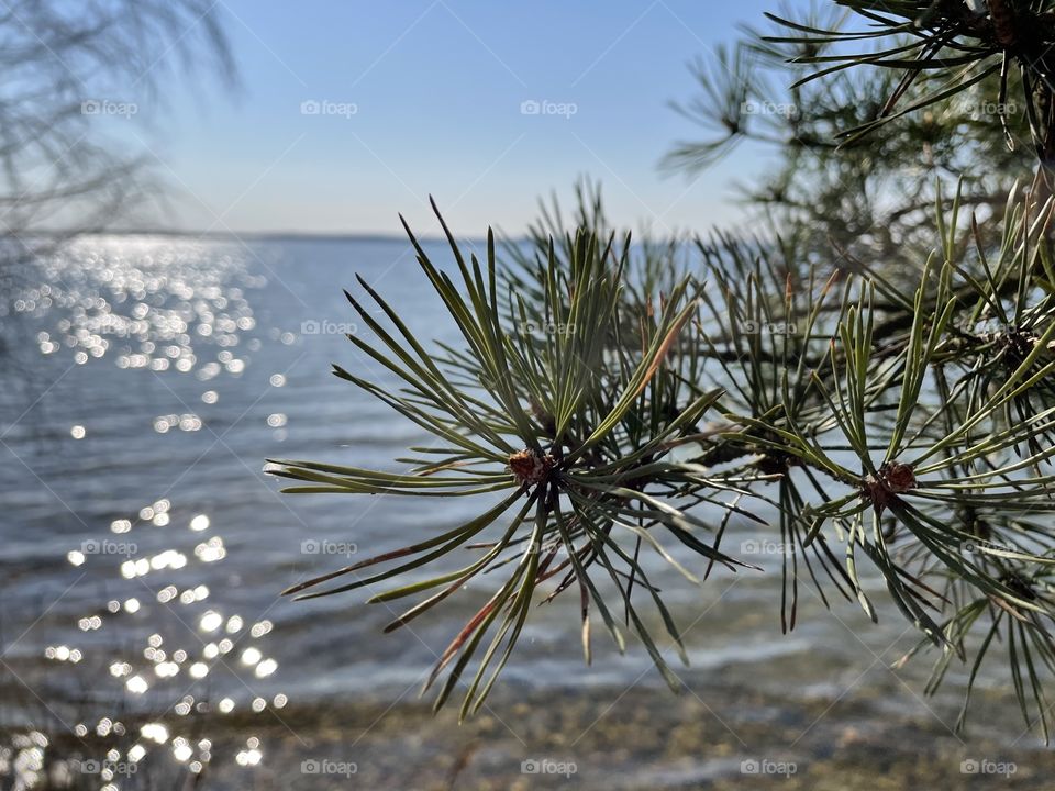 Spring, nature, lake, sun, sky, trees, Pine