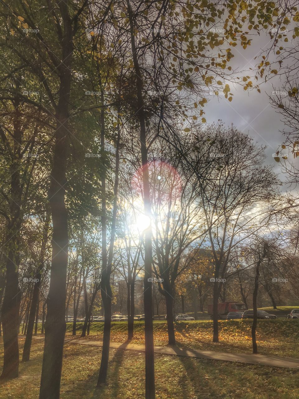 Sun rays going through trees in autumn.