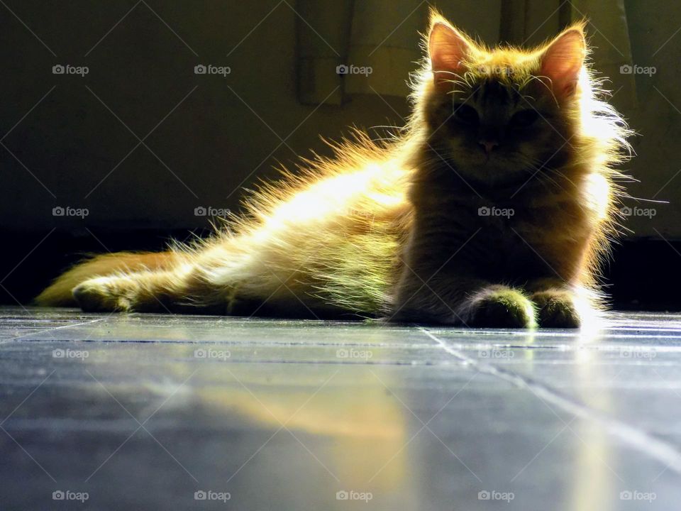 I look into your eyes (angry cat)