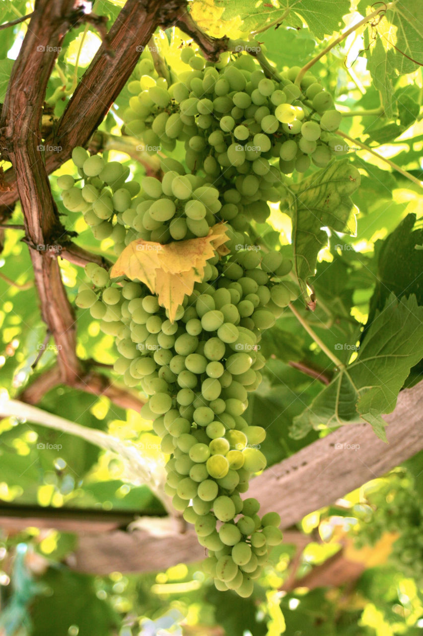 italy vineyard yellow white by kuzeytac