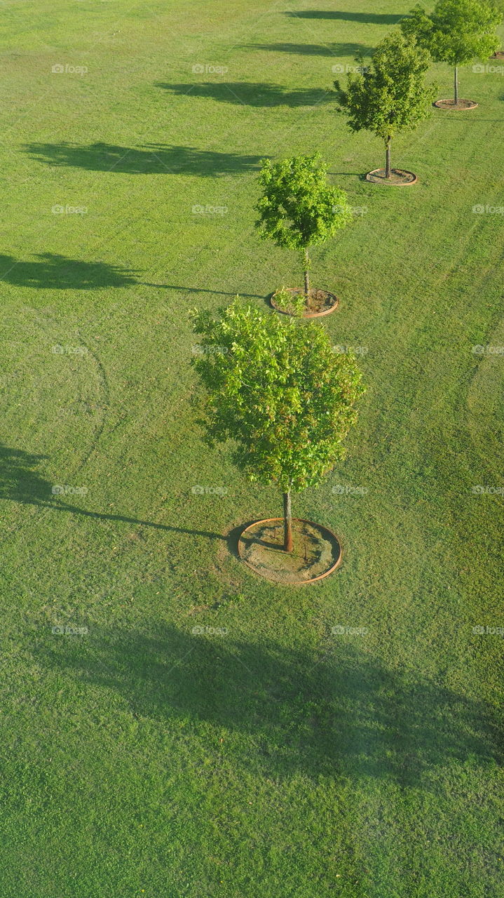 Green trees lined up